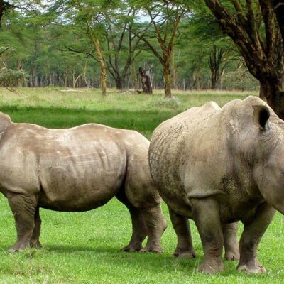 Kaziranga Cherrapunji tour package